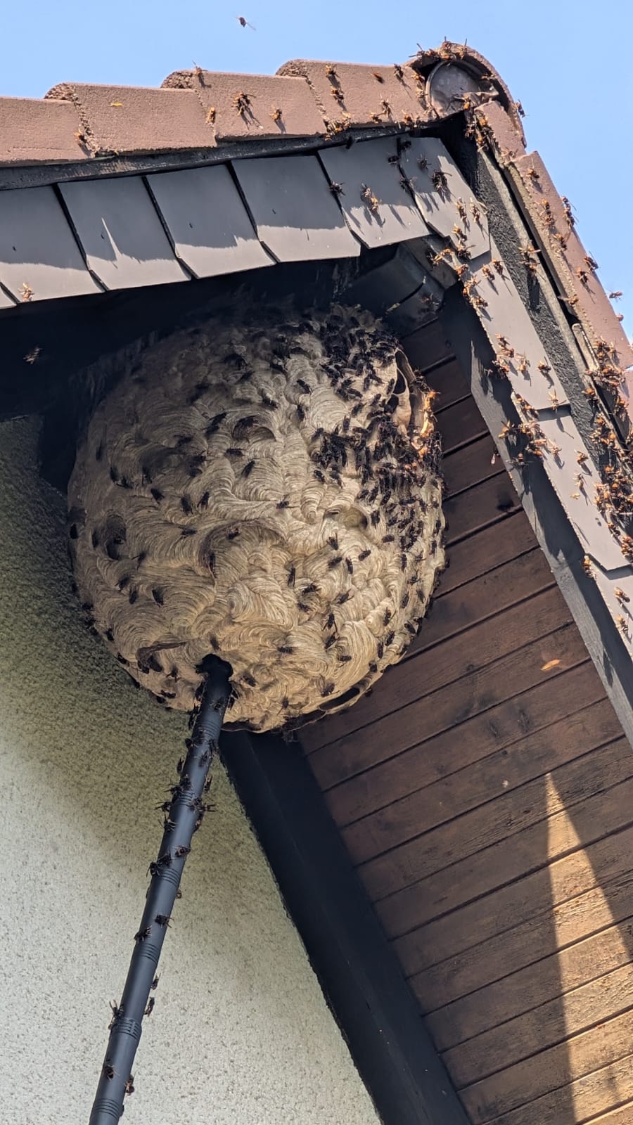Bekämpfung eines Hornissennests unter dem Dach mit dem Dampfsauger